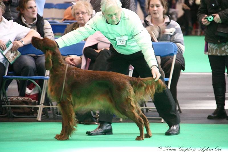 Crufts2011 661.jpg